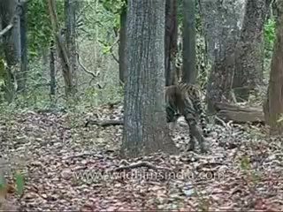 kanha-tiger-mdv-543-19.flv