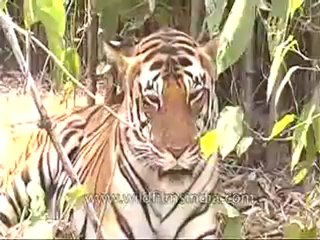 kanha-tiger-mdv-543-2.flv