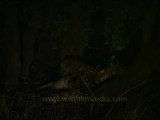 kanha-tiger-mdv-543-22.flv