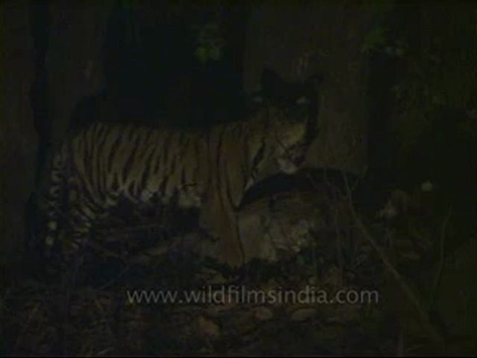 kanha-tiger-mdv-543-23.flv
