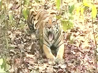 kanha-tiger-mdv-543-3.flv