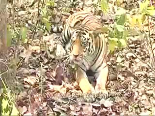 kanha-tiger-mdv-543-4.flv
