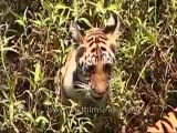 kanha-tiger-mdv-543-8.flv