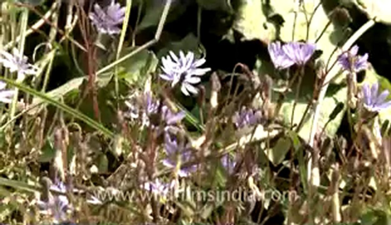 landour-4-5.flv