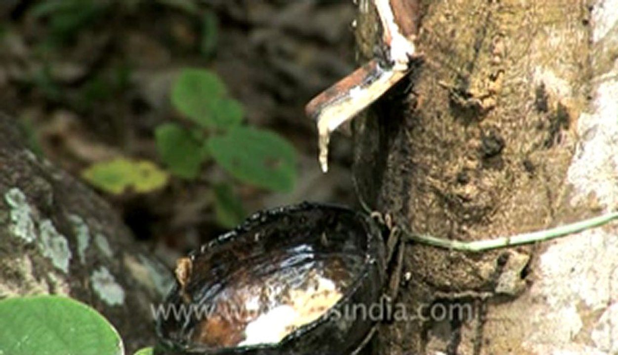 rubber plantation-1.flv
