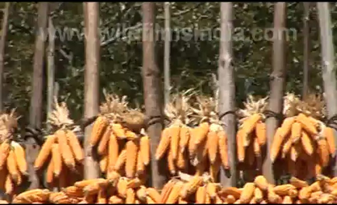 rural India.flv