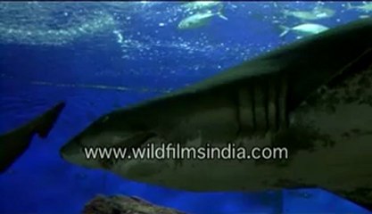 singapore-5-MPEG-4 800Kbps.mp4