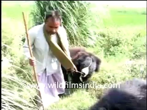 sloth bear-1-MPEG-4 300Kbps.mp4