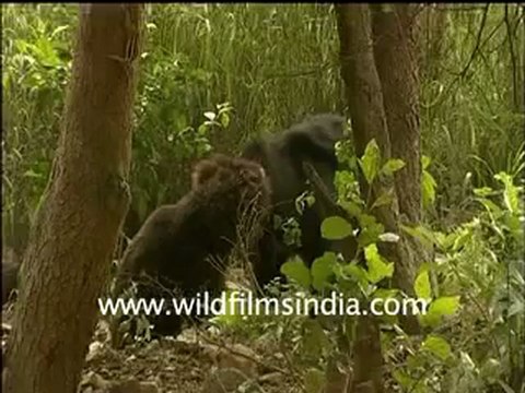 sloth bear-6-MPEG-4 300Kbps.mp4