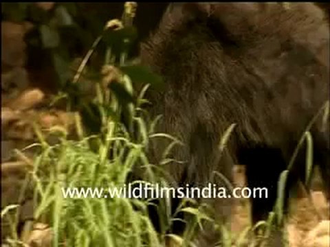 sloth bear-7-MPEG-4 300Kbps.mp4