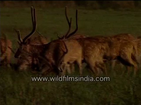 spotted deer eating grasses-MPEG-4 800Kbps.mp4
