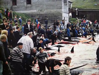 BİRDE KALKMIŞ KURBAN BAYRAMIMIZA KATLİAM DİYORLAR