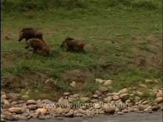 wild boars crossing river.flv