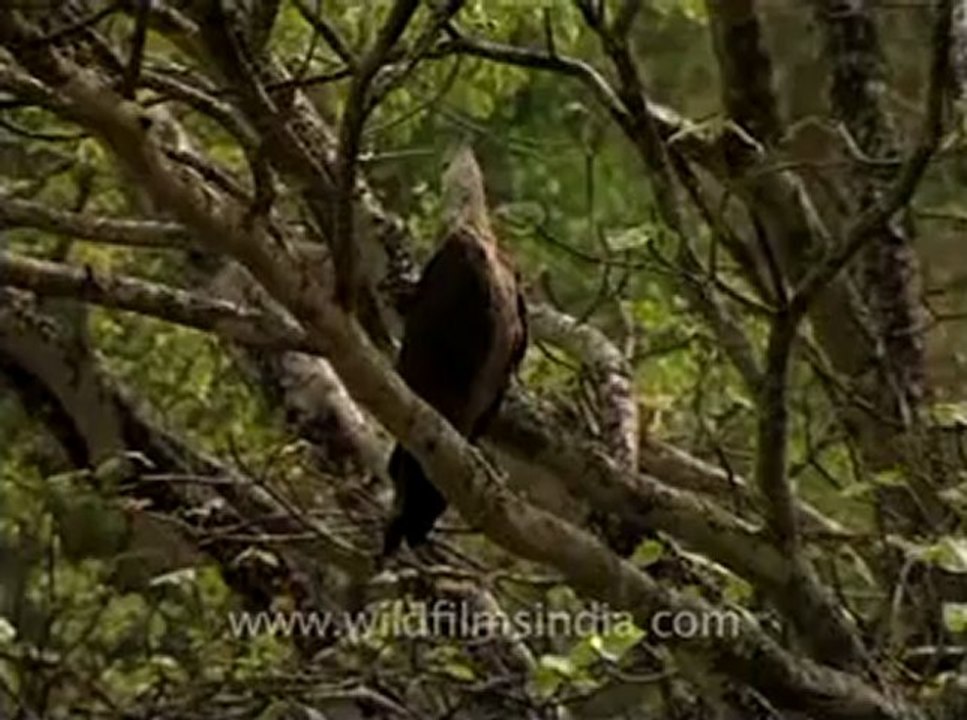 wildlife_birds_15-3-Pallas' Fishing Eagle sitting on a tree and squealing away.flv