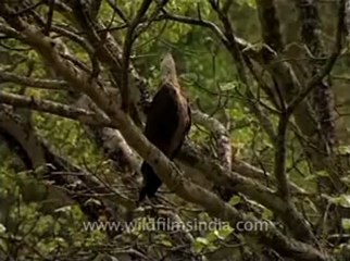 wildlife_birds_15-3-Pallas' Fishing Eagle sitting on a tree and squealing away.flv