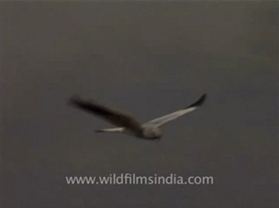 wildlife_birds_15-7-Marsh Harrier.flv
