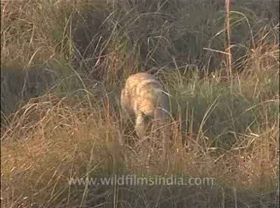 wildlife_misc-3-1.flv