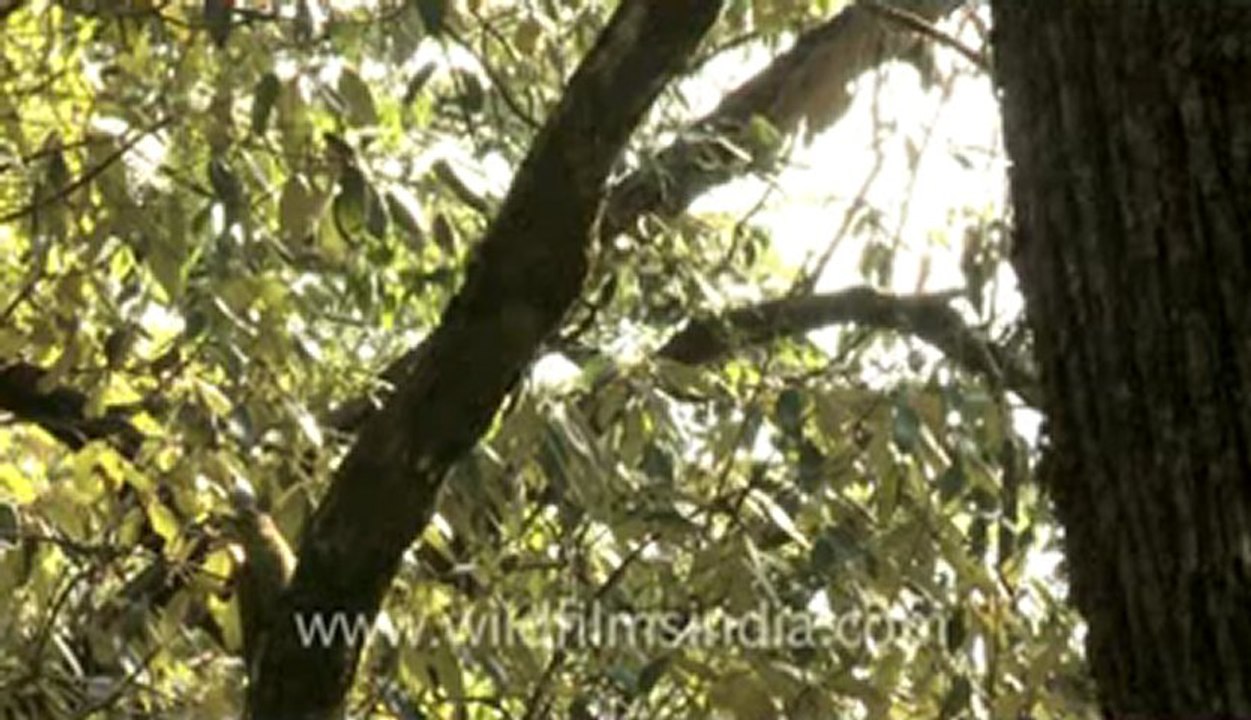 woodpecker-landour-1.flv