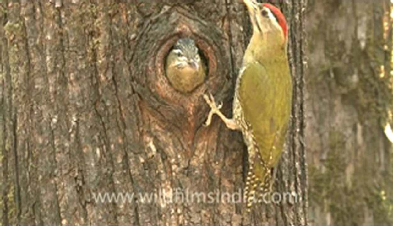 woodpecker-landour-5.flv
