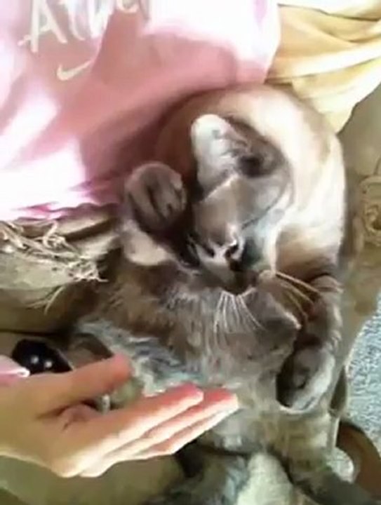 Chat ramene main pour calin