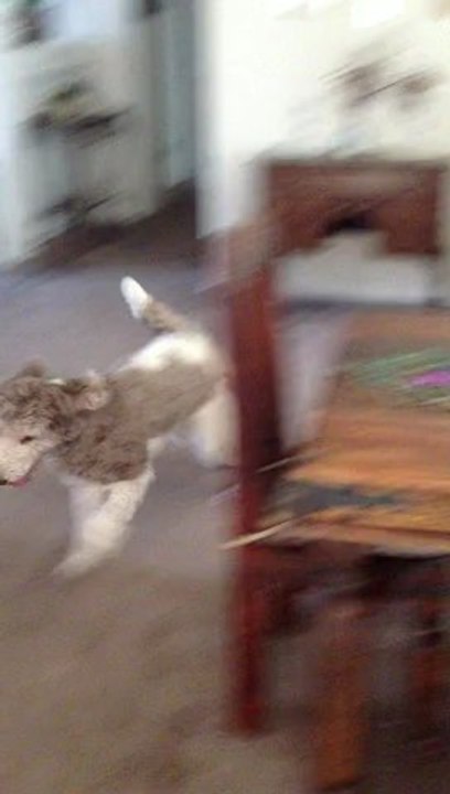 Oh a bone - I'm so excited!