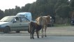vaches en corse - cows in Corsica