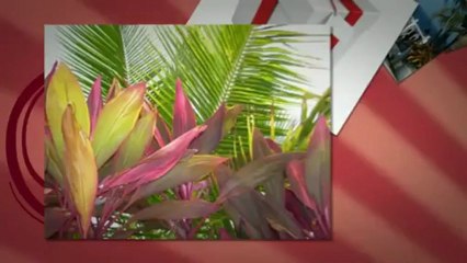 Getting Married In St Lucia