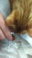 Çiğ Köfte Yiyen Kedi Hemde Acı Acı :D