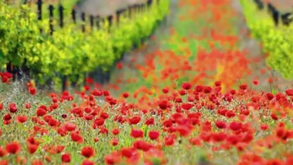 LATİFE ERASLAN-KARLI DAĞLAR