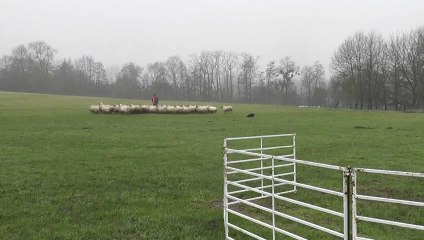 Jeune border d'un an au troupeau