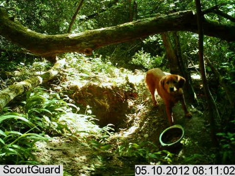 Dawa Dogue du Tibet Amis des Bêtes