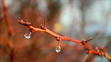 سورة مريم سعد الغامدي