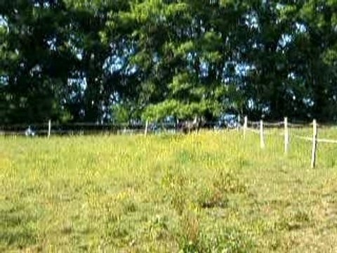 PERLE en plein galop