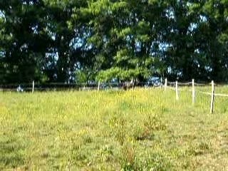 PERLE en plein galop