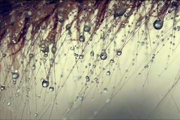 سورة القلم فارس عباد