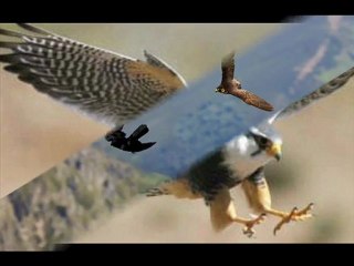 Falcons of Pakistan 🦅