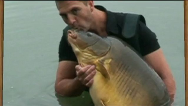 Grosse carpe miroir bien en masse HD