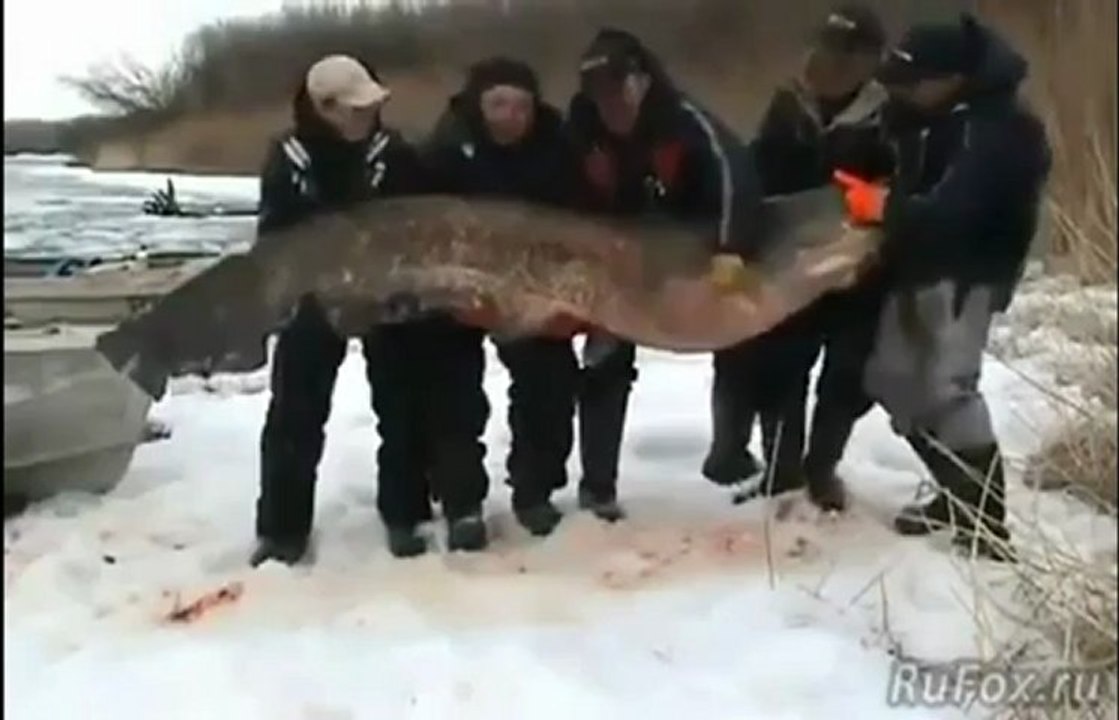 Un poisson-chat de 195kg