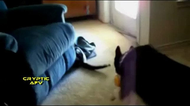 Komik Hayvan Videoları Izle 0 Perikizi.Net