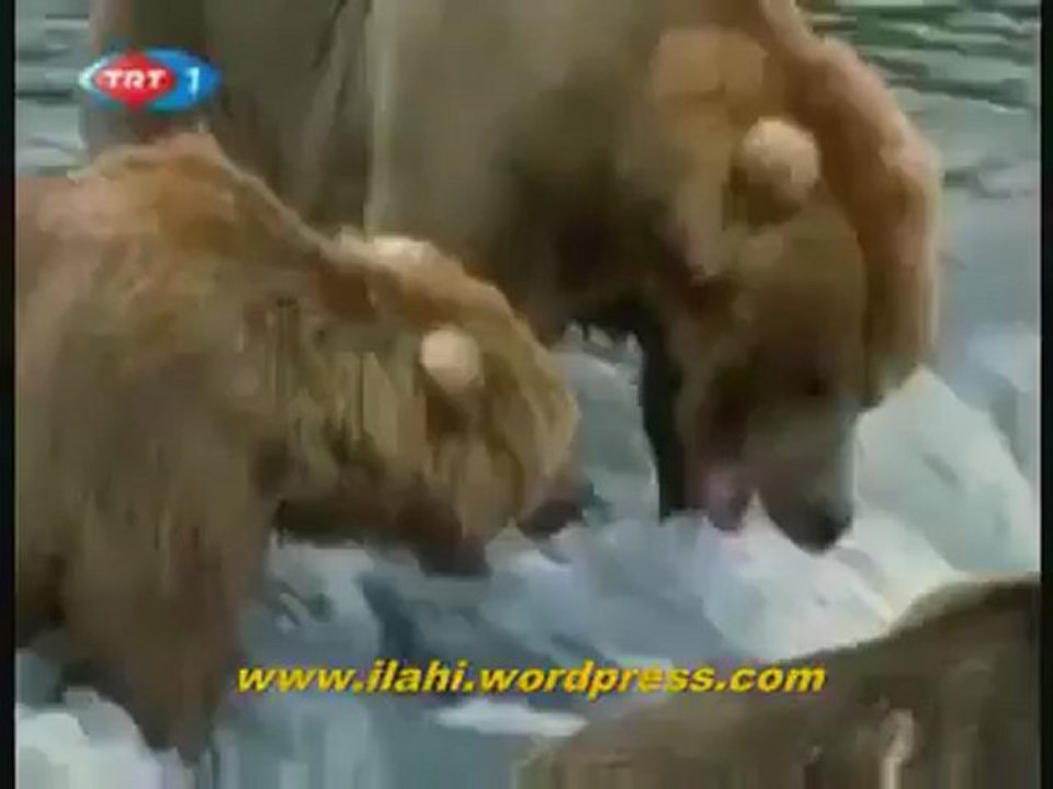 ALASKA - SOMON BALIKLARININ GÖÇÜ - BELGESEL._4 Perikizi.Net