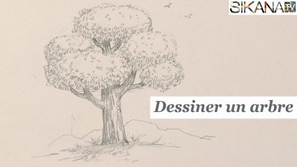Comment dessiner un arbre ? - HD