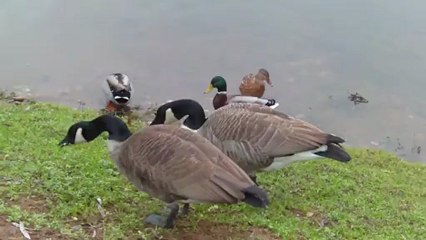 Oies, mouettes et colvert sur la dordogne