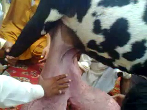 Les plus grosses mamelles de chèvres