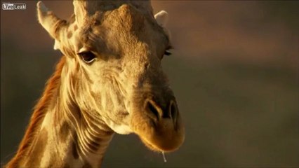 Duel Girafes violent