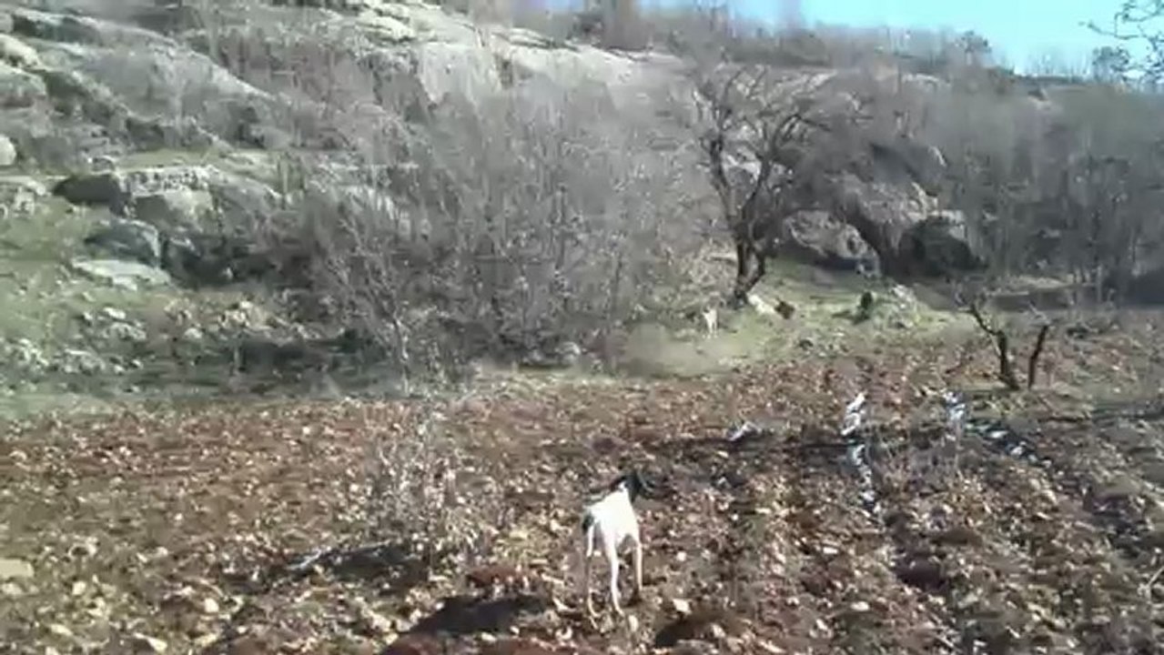 POİNTER KEŞ ÇULLUK FERMA 1