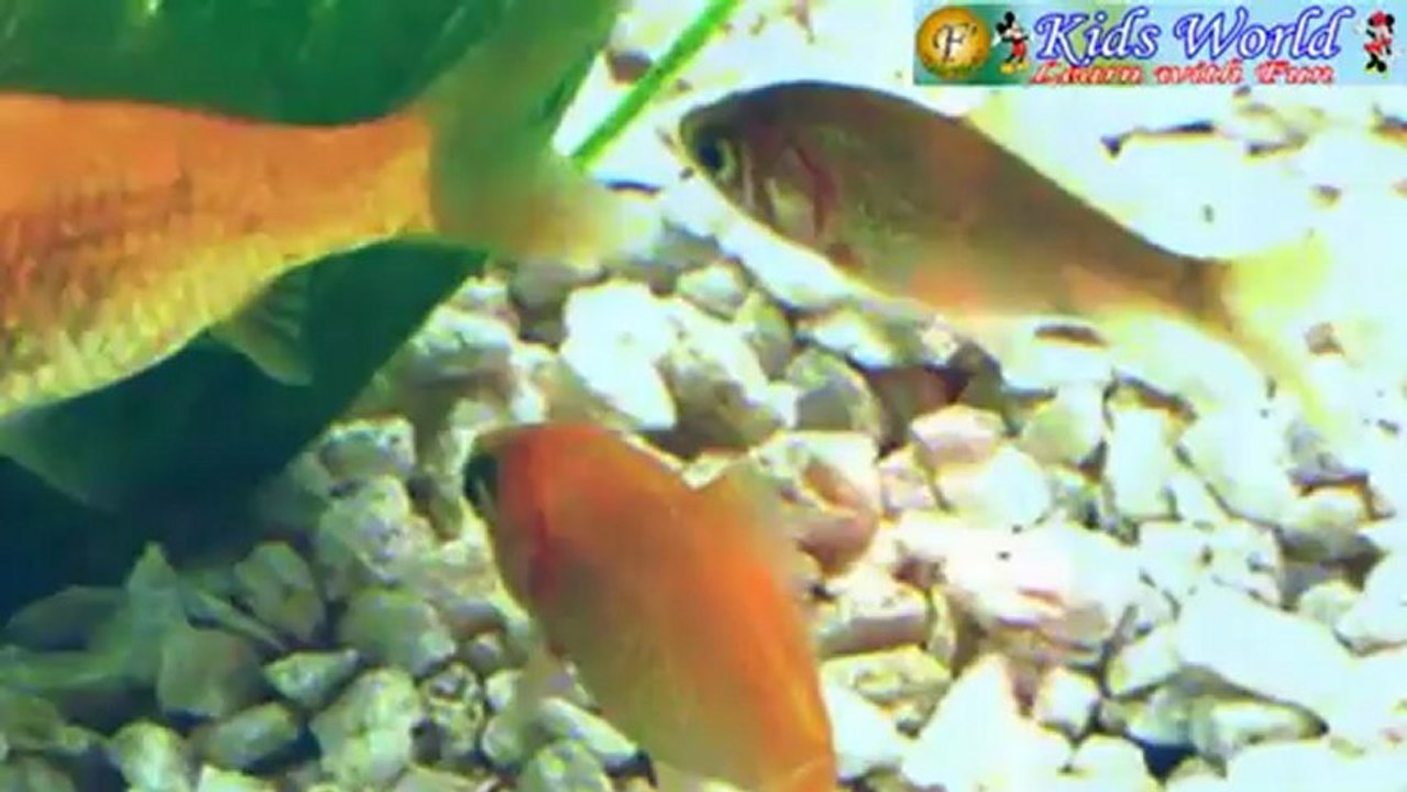 Nursery Rhymes - Machli (Fish).mp4