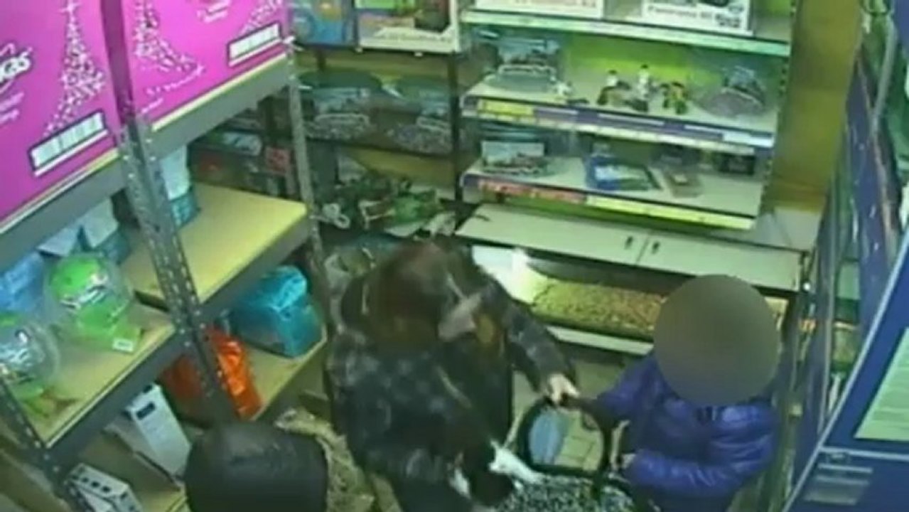 Catnapper caught on camera in Cardiff