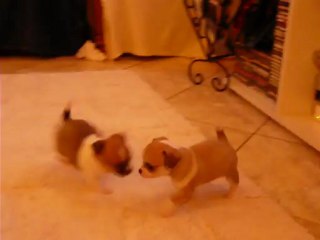 les bébés font la courses