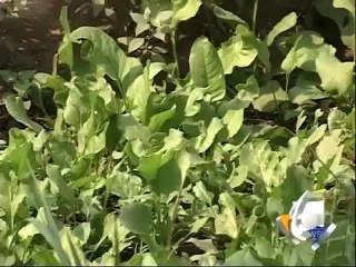 Geo Report-Toxic Vegetables-08 Dec 2011.mp4