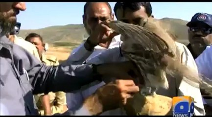 Geo report- Falcons set free-23 Nov 2011.mp4
